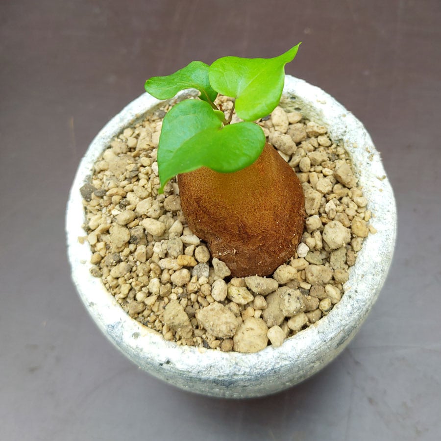 dioscorea elephantipes - hottentot bread - plants - sunnyplants