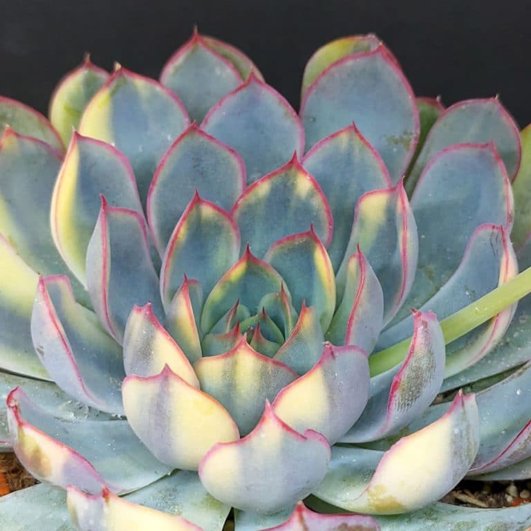 Echeveria prolifica variegata Pflanzen
