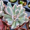 Echeveria Hoveyi variegata - Cuttings