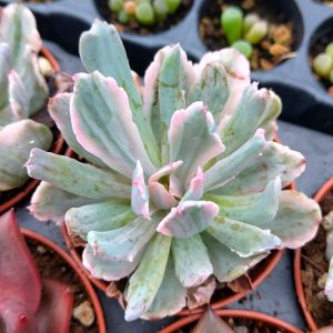 Echeveria Hoveyi variegata - Cuttings