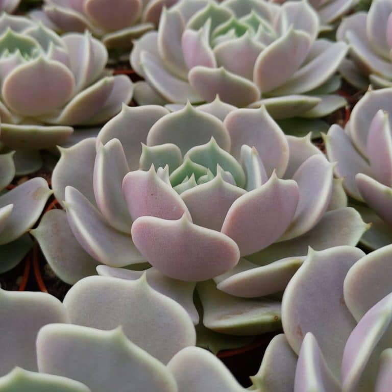 Echeveria Lola - Cuttings - Sunnyplants.com