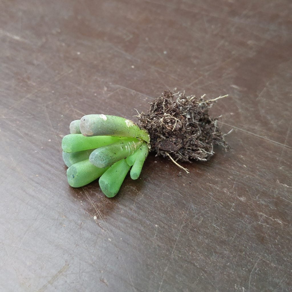 Titanopsis schwantesii Lebende Steine Pflanzen