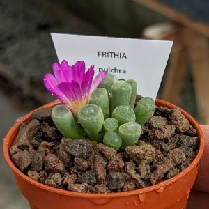 Frithia pulchra - Pieds d'éléphant Féerique - Plantes