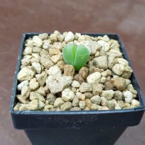Gibbaeum dispar - Pierres Vivantes - Plantes