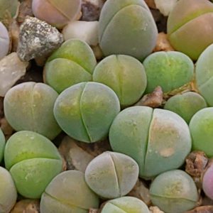 Gibbaeum dispar - Living Stones - Plants