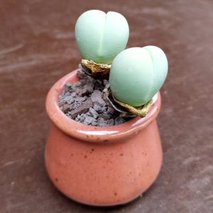 Gibbaeum heathii - Living Stones - zaden