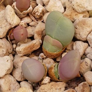 Gibbaeum heathii - Living Stones - Plants
