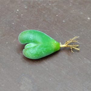 Gibbaeum pubescens - Levende Steentjes - Planten