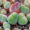 Gibbaeum pubescens - Pierres Vivantes - Plantes