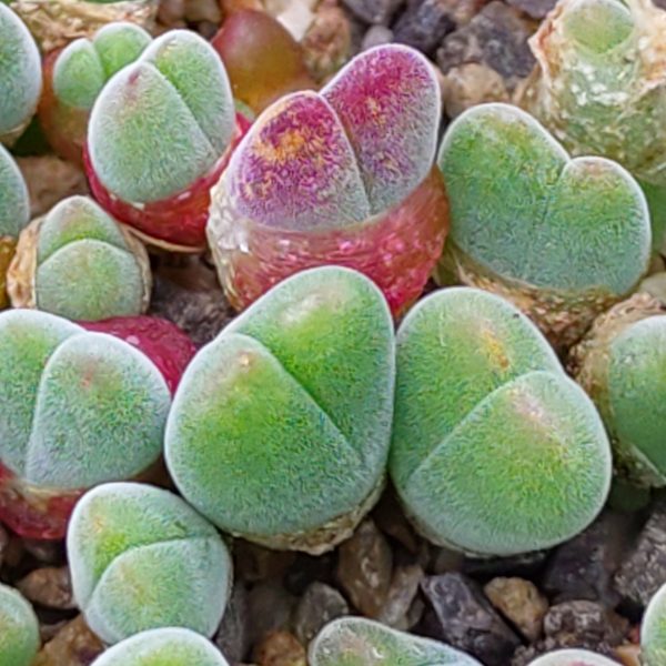 Gibbaeum pubescens - Lebende Steine - Pflanzen
