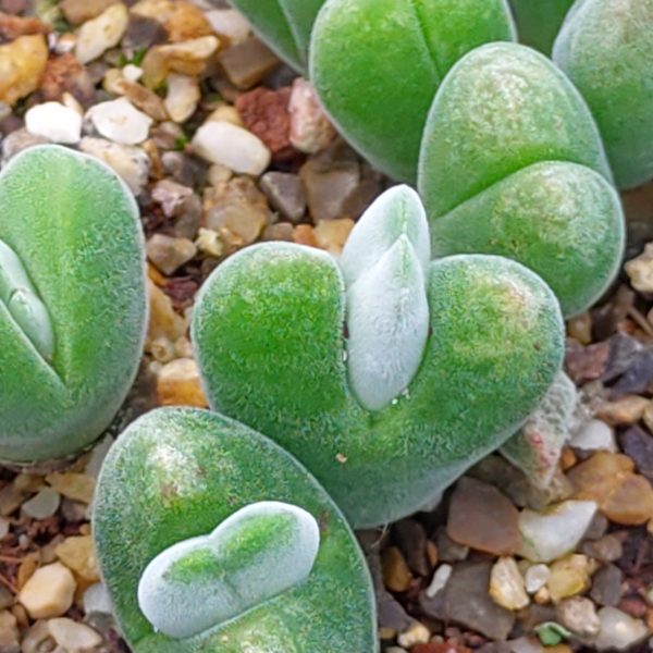 Gibbaeum pubescens - Lebende Steine - Pflanzen