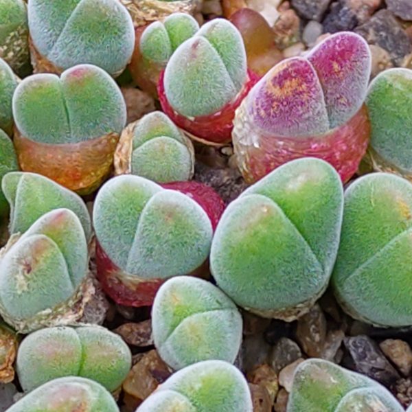 Gibbaeum pubescens - Levende Steentjes - Planten