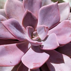 Graptoveria Debbie - Boutures