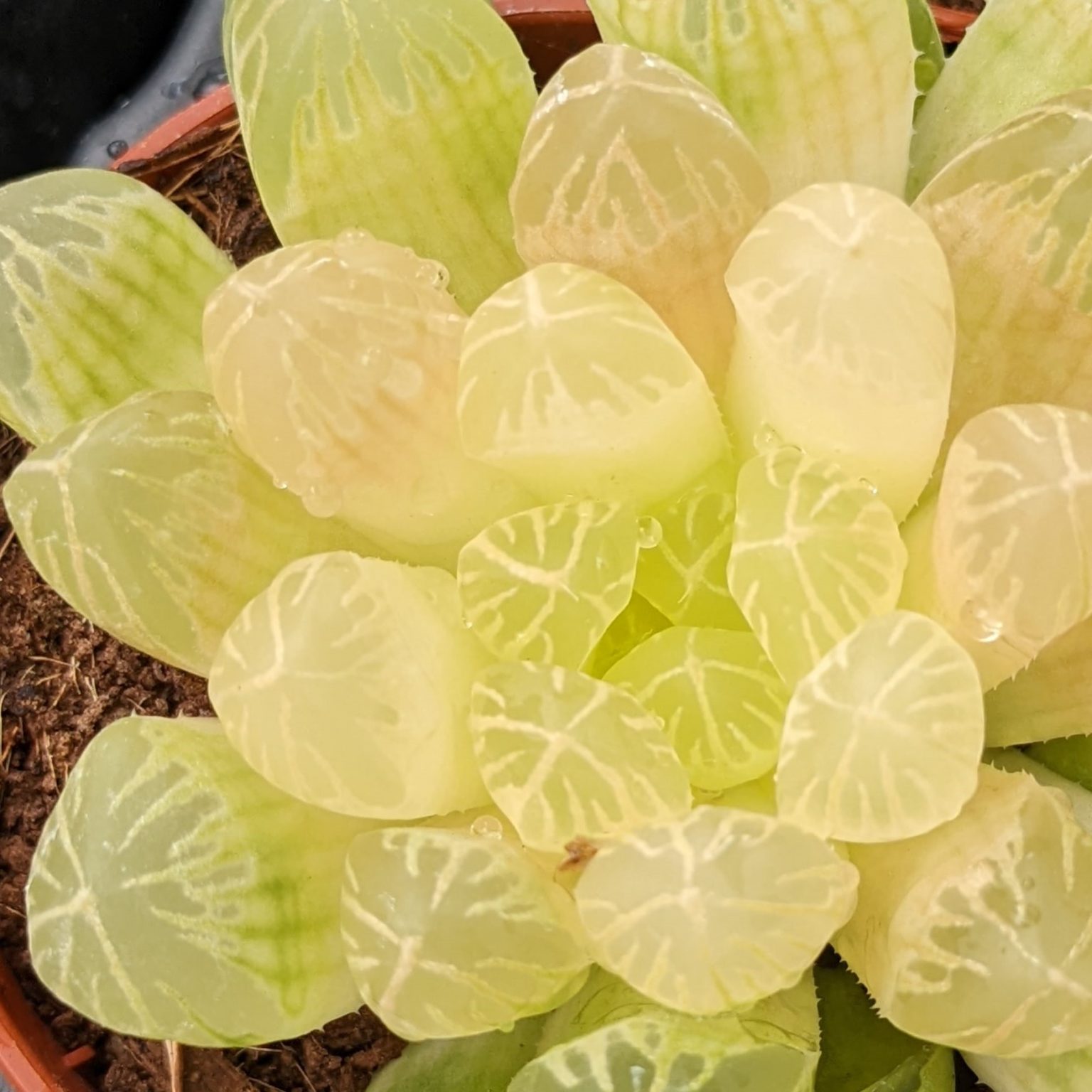 Plantes D'intérieur Miniatures 10 Boutures De Mini Succulentes Sunnyplants | Plantes D'Intérieur Mignonnes Et Faciles à Planter Succulentes Miniatures Plantes D'intérieur Miniatures 10 Boutures De Mini Succulentes Sunnyplants | Plantes D'Intérieur Mignonnes Et Faciles à Planter Succulentes Miniatures