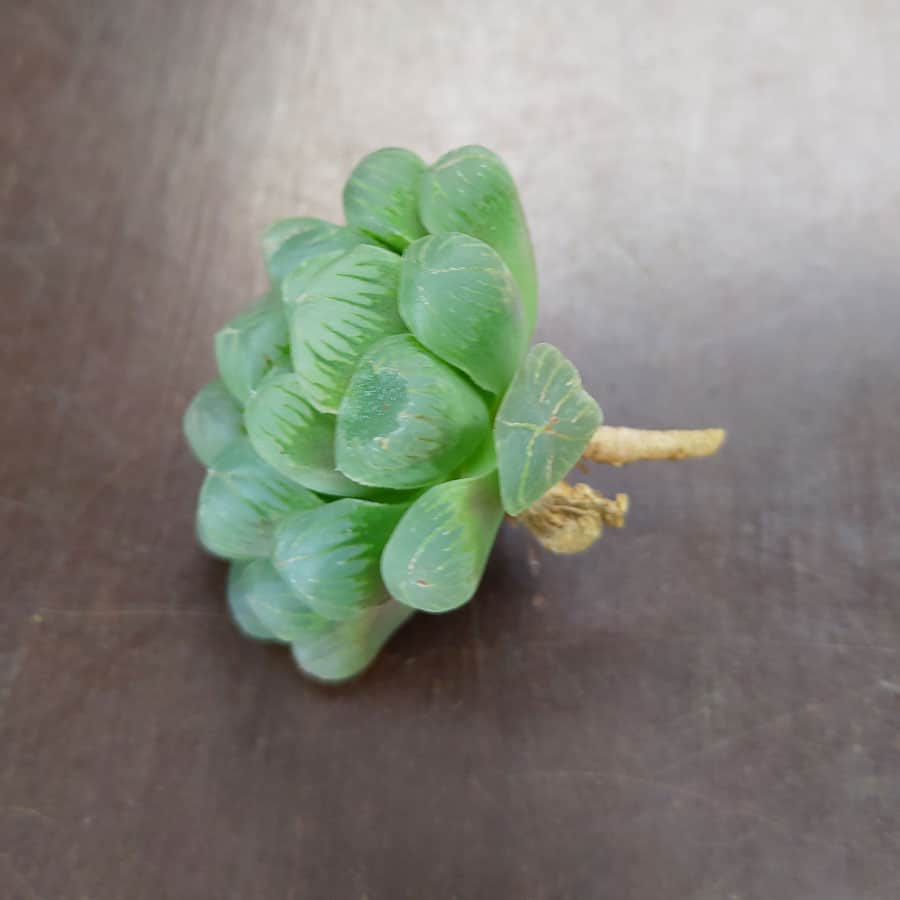 SUNNYPLANTS - Haworthia Cooperi Truncata (Obtusa) - Pianta Grassa Viva In Vaso, Diametro 2-4 Cm, Coltivazione Biologica