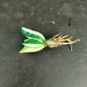 Haworthia retusa variegata - Plantes
