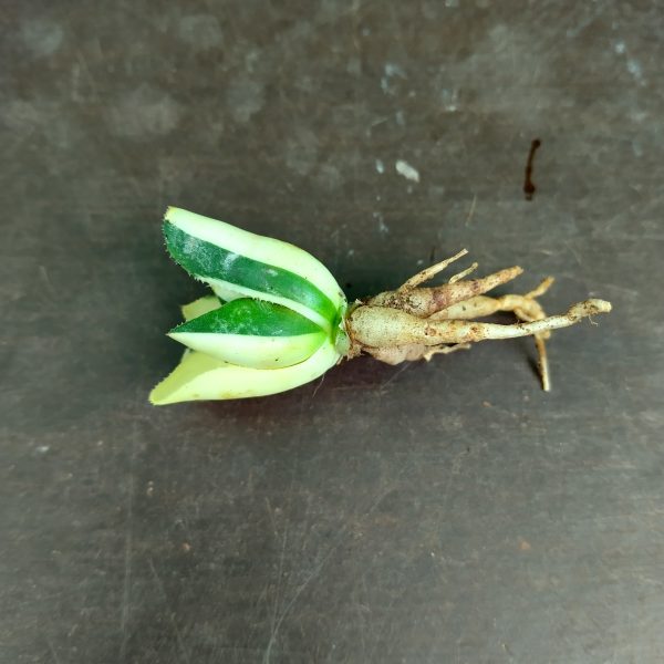 Haworthia retusa variegata - Planten