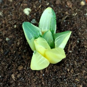 Haworthia retusa variegata - Plantes 