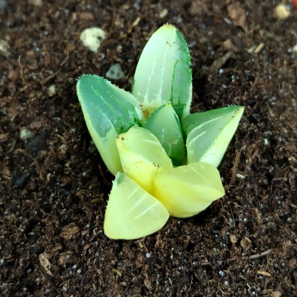 Haworthia retusa variegata - Planten
