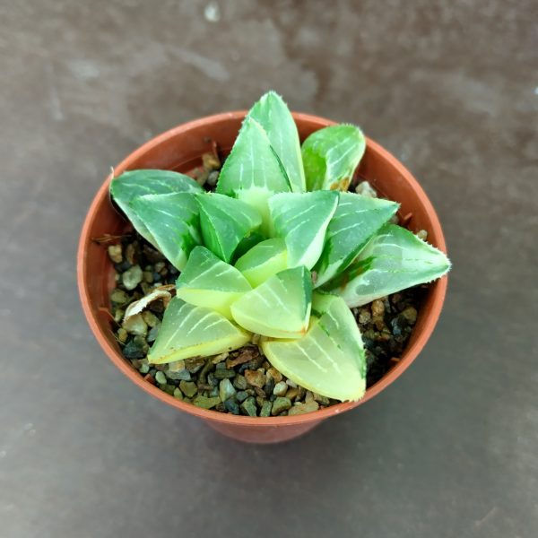 Haworthia retusa variegata - Planten