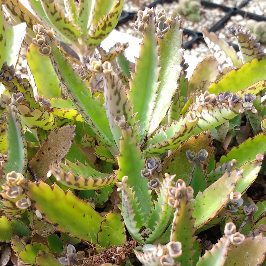 Kalanchoe daigremontiana - Mexican Hat Plant - Plants ...
