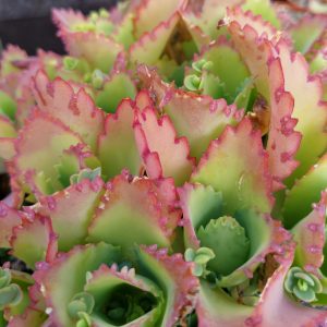 Kalanchoe laetivirens - Mother of Thousands - Plants