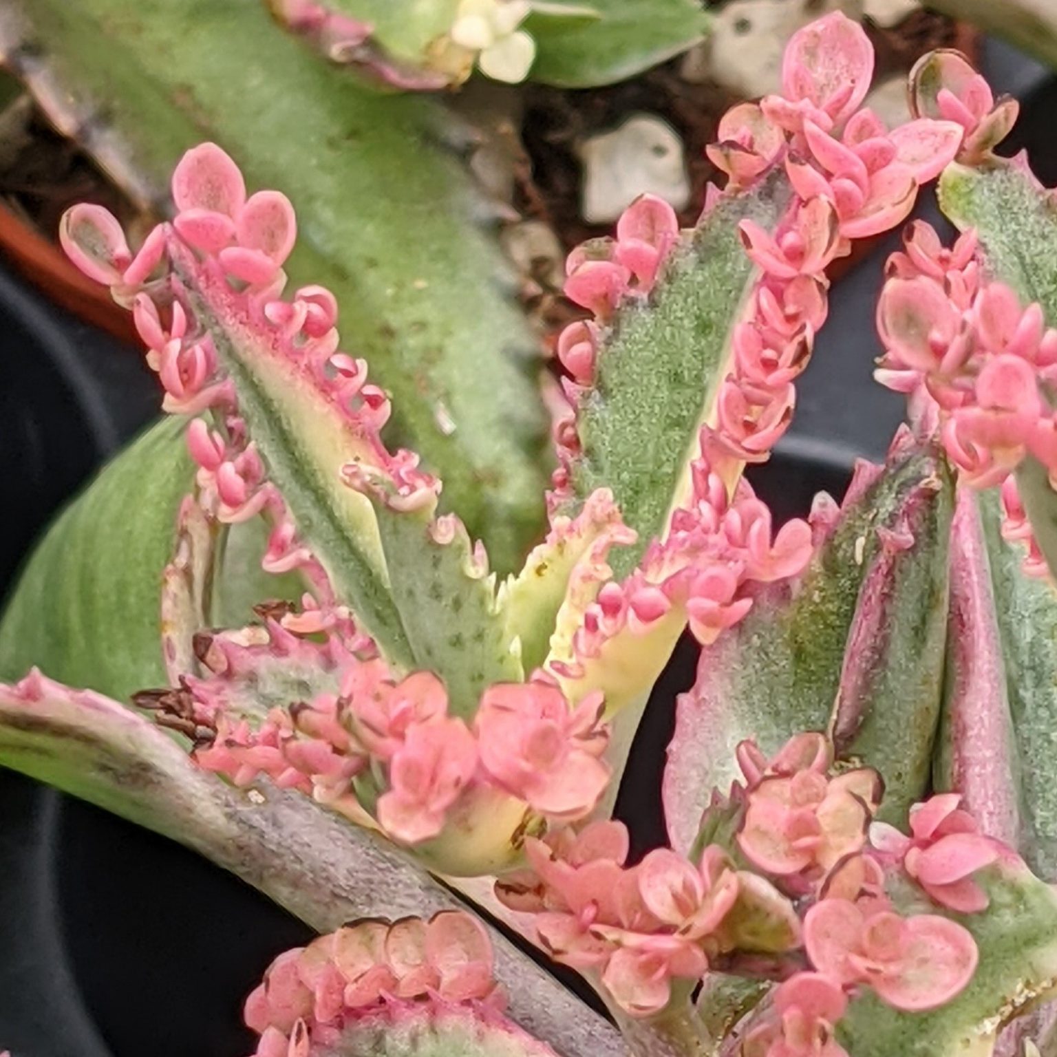 Kalanchoe Pink Butterflies Plants