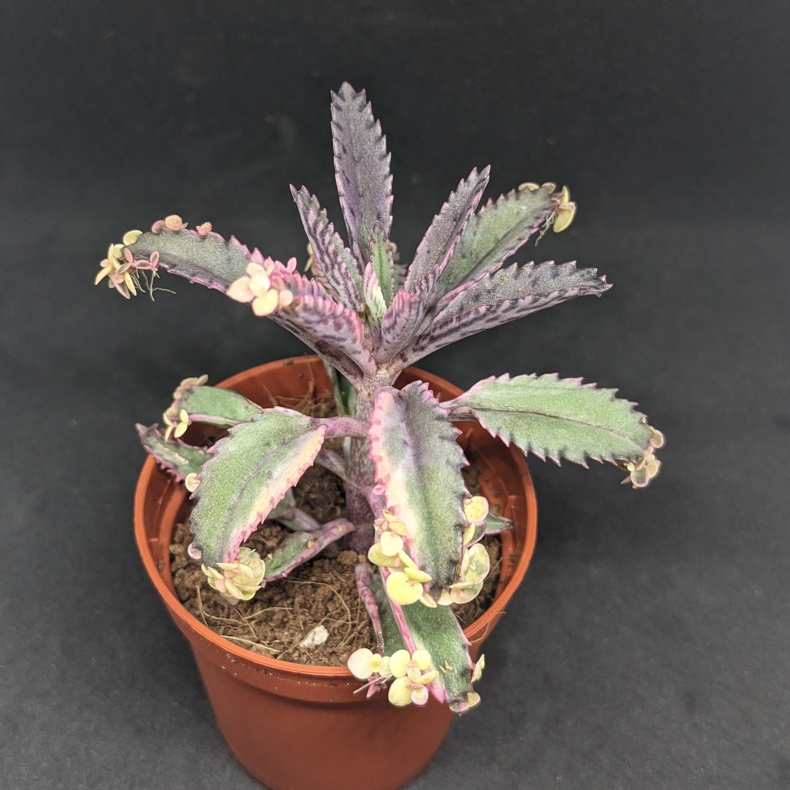 Kalanchoe Pink Butterflies Plants