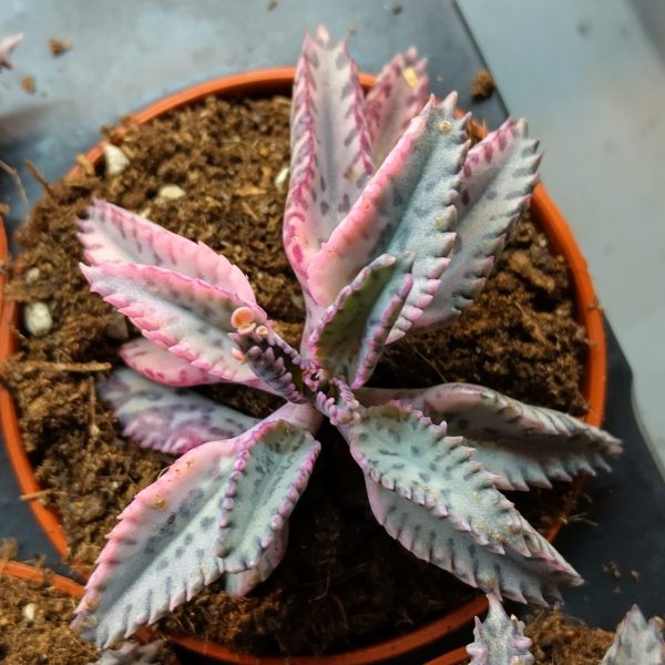 Kalanchoe Pink Butterflies - Plants