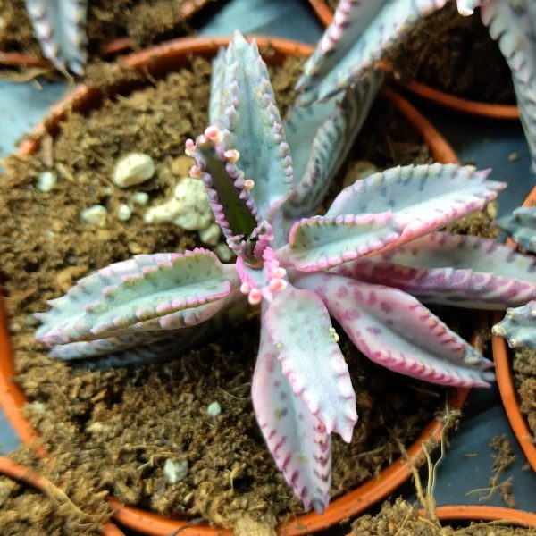 Kalanchoe Pink Butterflies - Plants
