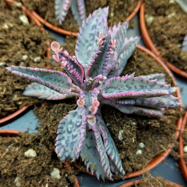Kalanchoe Pink Butterflies - Plants
