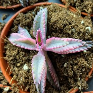 Kalanchoe Pink Butterflies - Plants
