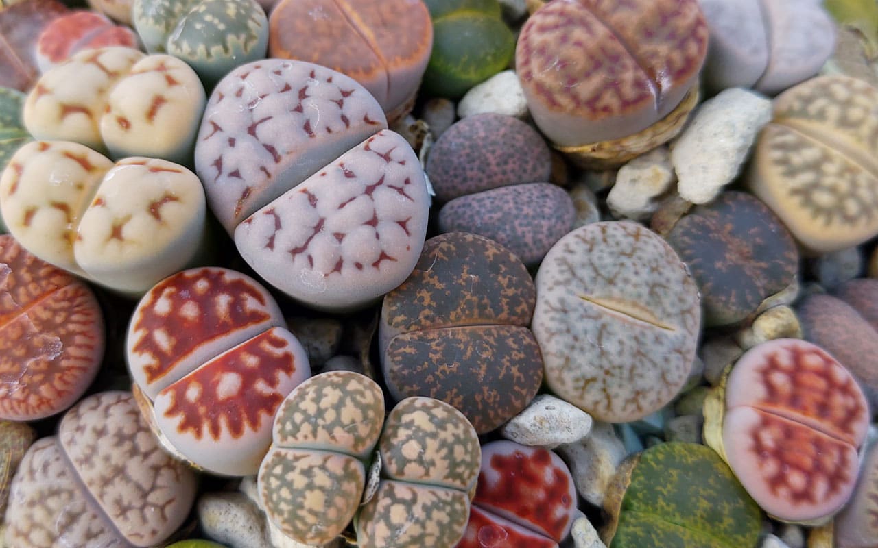 lithops-arrangement
