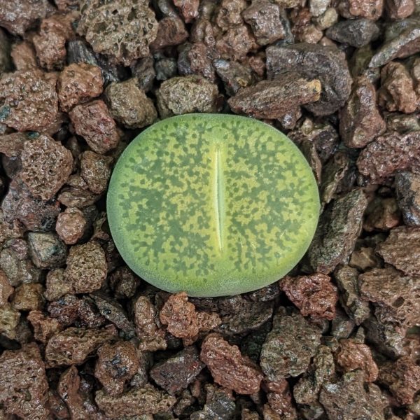 Lithops aucampiae Jackson's Jade - Lebende Steine - Pflanzen