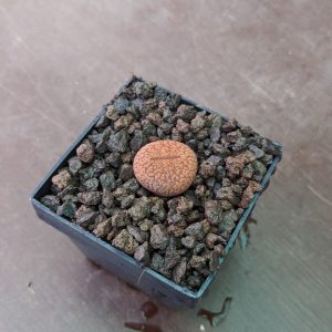 Lithops aucampiae koelemanii - Living Stones - Plants