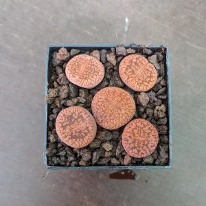 Lithops aucampiae koelemanii - Lebende Steine - Pflanzen