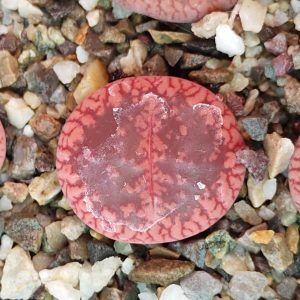 Lithops aucampiae Rudesheim Ruby - Levende Steentjes - Planten