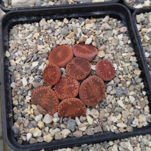 Lithops aucampiae Velvet Red - Living Stones - Plants