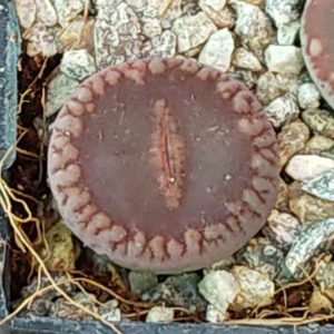 Lithops aucampiae Velvet Red - Lebende Steine - Pflanzen