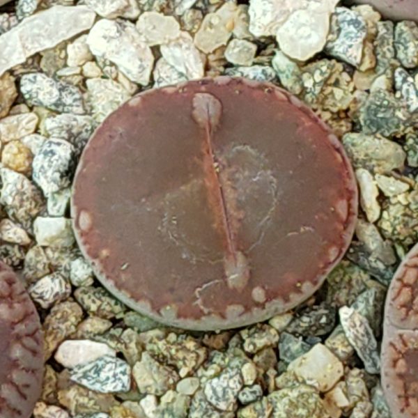 Lithops aucampiae Velvet Red - Lebende Steine - Pflanzen