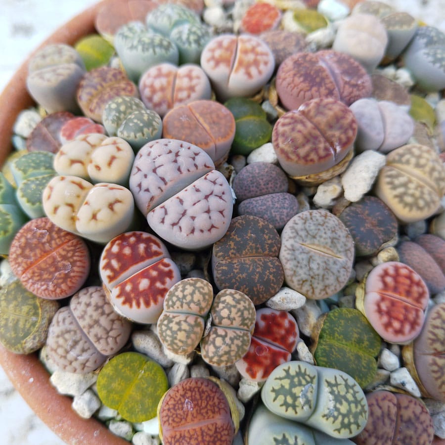 100pc Rare Lithops Seeds Living Stones Succulent Cactus Green Bulk Sämereien 