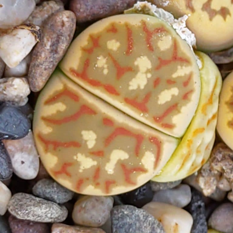 Lithops Dorotheae 'Living Stone' Succulent Seeds – 15 Seeds For Bonsai & Desert Gardens