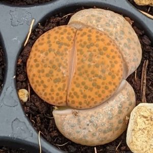 Lithops fulviceps - Living Stones - Plants