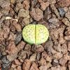 Lithops fulviceps Aurea - Living Stones - Plants
