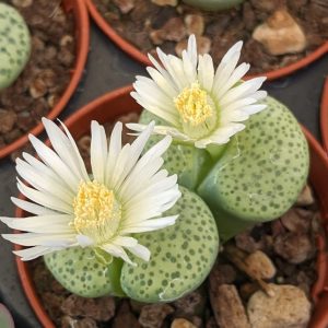 Lithops fulviceps Aurea - Living Stones - Plants