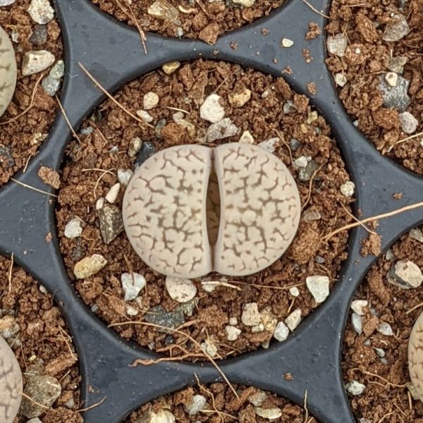 Lithops hookeri susannae - Lebende Steine - Pflanzen