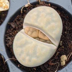 Lithops karasmontana aiaisensis - Living Stones - Plants