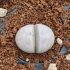 Lithops karasmontana aiaisensis - Living Stones - Plants