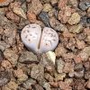 Lithops karasmontana eberlanzii - Lebende Steine - Pflanzen