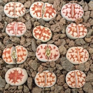 Lithops karasmontana Top Red Selection - Living Stones - Seeds